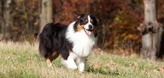 The australian shepherd was given its name because of their association with the basque sheepherders who came to the united states from australia in the 1800's. Australian Shepherd So Lernt Ihr Gemeinsam Die Natur Lieben