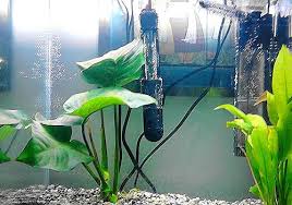 best aquarium heaters thermometers reviews setups