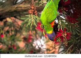 Hang Down Images Stock Photos Vectors Shutterstock