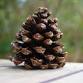 Pine Cone Door Hanger Craft with Alliance Health event image