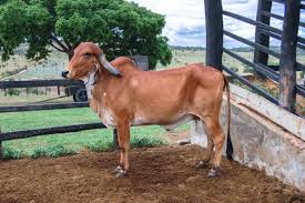 Sahiwal Cow Is A Breed Of Zebu Cattle Used For Dairy Production Sahiwal Originated From The Sahiwal District Of Punjab Province I Zebu Cattle Cow Pictures Cow