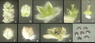 Image result for Centemopsis longipedunculata