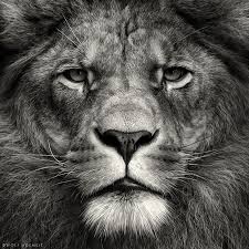 Black And White Lion Picture 40 Best Black And White Photography Examples From Top Photographers Lion Photography Lion Pictures Animal Photography
