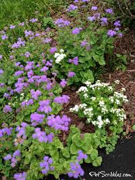 Image result for Ageratum