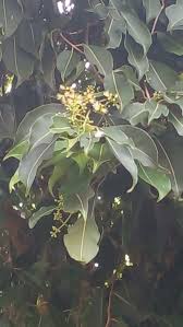 Image result for Syzygium cumini