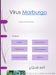 En el brote estuvieron involucradas 25 infecciones primarias del virus de marburgo y siete muertes, así como seis casos secundarios no letales. Virus Marburgo Virus Rinon