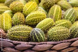 Image result for Cucumis anguria