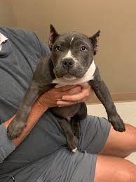 Cropped ears is a process in which the ears of certain breeds are transformed to look alert and erect. Ear Cropping Clermont Animal Hospital