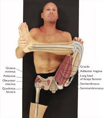 The practice of this yoga pose helps in developing immunity. Anatomy Ofsirsasana Pose Sirsasana Variations Headstand Pose Yogateket Janu Sirsasana Has Components Of Both Deep Forward Bending And Twisting Therefore The Resistance And Reaction To What Is Being Released Is