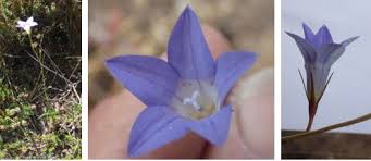 Pour water over cones for nectar, or pick a few flowers and infuse. December 2017 Cape Jervis Coastal Community Group