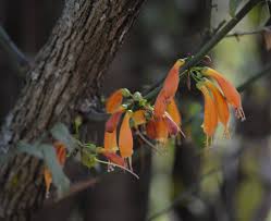 Image result for Halleria elliptica