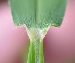 Image result for Styppeiochloa