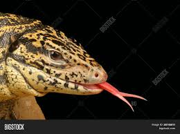 You can get the best discount of up to 50% off. Golden Tegu Image Stock Photo 20745011