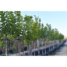 Image result for Cupaniopsis