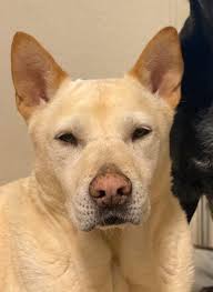 Lost dog near Lockwood