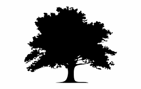 Oak Tree Silhouette Png Trees Logo Black And White Is Found On Pngtube Download It Free And Share It W Oak Tree Silhouette Tree Silhouette Oak Tree Drawings