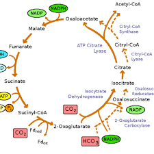 Biology Courses On Memrise Biology Krebs Cycle Carbon Molecule
