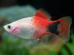 Selain ikan guppy, type ikan yang dapat dipelihara tanpa ada pompa oksigen yaitu type ikan platis. 12 Jenis Ikan Hias Air Tawar Yang Tidak Mudah Mati Blog Ruparupa