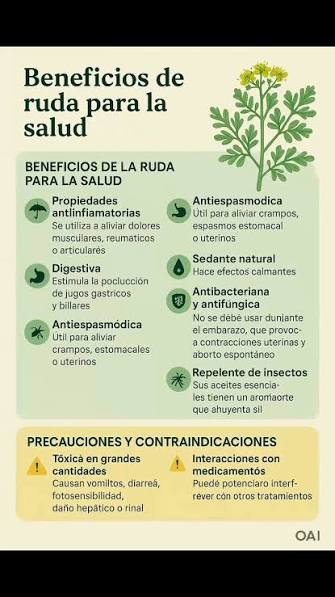 La #ruda es una planta #medicinal que ha sido utilizada tradicionalmente  por sus múltiples Aquí te presento sus principales beneficios y  advertencias: | Viajeros Perú | Facebook
