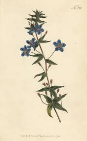 Image result for Lysimachia monelli