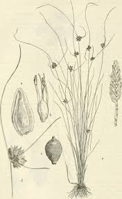 Image result for Pycreus niger