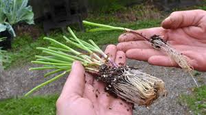6 how to plant onions? Plant Onions Now Why Trying For A Head Start With Tomatoes May Backfire Buffalo Niagaragardening Com