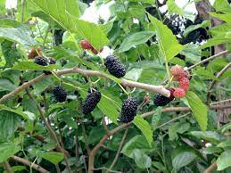 Check spelling or type a new query. Mulberries Sweet But Beware Trees Dark Side Orange County Register