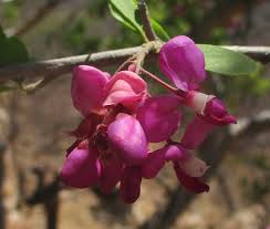 Image result for Securidaca longepedunculata