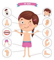 Cuerpo Humano Ninos Vectores Graficos Imagenes Vectoriales Depositphotos