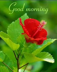 818+ {nature} good morning images photos flowers pictures. Sign In Good Morning Cards Good Morning Flowers Good Morning Gif