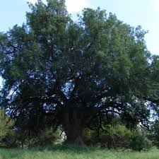 Image result for Xanthocercis zambesiaca