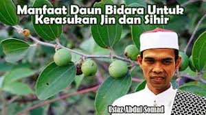 Saya daun bidara ini memang harus disampaikan secara objektif sehingga tidak mengesankan bahwa daun bidara itu berbahaya dan mengesampingkan akan manfaat dan khasiatnya yang sangat luar biasa bahkan disebutkan di dalam alquran dan dinubuatkan dalam hadis nabi oleh karena itu allah. Manfaat Daun Bidara Untuk Kerasukan Jin Dan Sihir Ustaz Abdul Somad Youtube