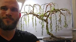 How to grow a Weeping Willow