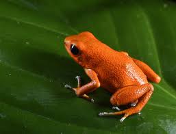 Poison Frog Porn, Part II: Costa Rica and Panamá — Exotica Esoterica