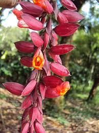 Image result for Thunbergia pynaertii