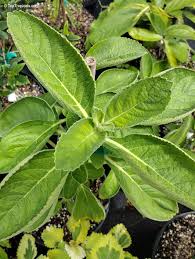 Image result for Coleus barbatus