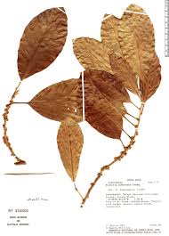 Image result for Pouteria pseudoracemosa