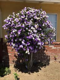Image result for Brunfelsia pauciflora