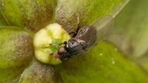 Image result for BLACKFLY ON TOMATO PLANTS
