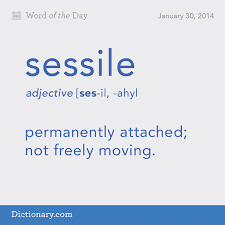 The Definition Of Sessile Uncommon Words Unusual Words Words