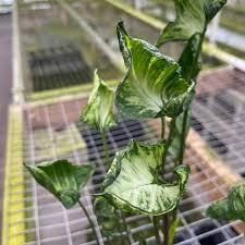 Image result for Geigeria schinzii