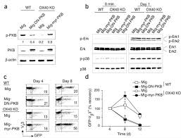 Comprehensive information about the krw usd (korean won vs. The Costimulation Regulated Duration Of Pkb Activation Controls T Cell Longevity Nature Immunology