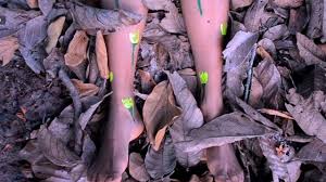 Xvideo (2018) | MUBI