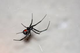 The southern widow (latrodectus mactans) found in the american south and northeast; Beware Snakes And Spiders To Watch Out For News24