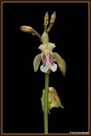 Image result for Oeceoclades maculata