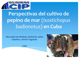 PDF) Perspectivas del cultivo de pepino de mar (Isostichopus badionotus) en  Cuba.