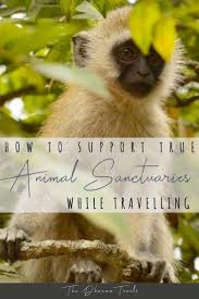 Before You Volunteer Or Pay To Visit An Animal Shelter In Thailand Or Africa Or Anywhere Be Sure To Know That You Are Picking One That Is A True Sanctuary T