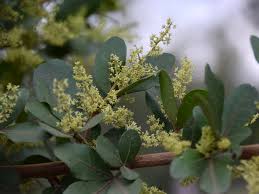 Image result for Searsia natalensis