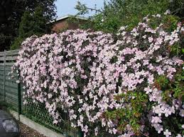 Montana Rubens 3 5 Pot Clematis Vine Plant Aka Pink Perfection Clematis Pinkclematis Clematisplant Purpleclemati Clematis Montana Clematis Vine Clematis