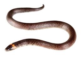 Image result for Atractus cerberus